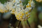 Edgwarthia chrysantha